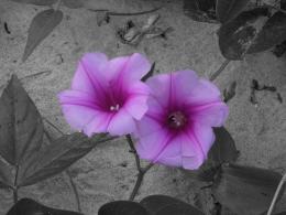 Pink Beach Flowers